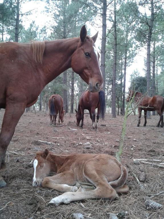 Residential Horse Club Costa Brava Santa Cristina d'Aro Bagian luar foto